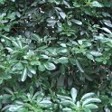 Choisya ternata feuille